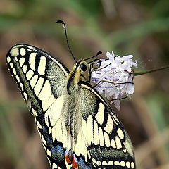 фото "Papilio machaon"