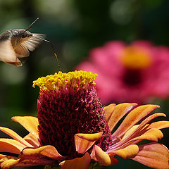 фото "Hummingbird Hawk-moth - Macroglossum stellatarum"