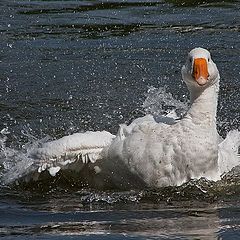 photo "Bathing in the fun."