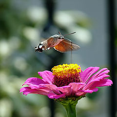 фото "Hummingbird Hawk-moth - Macroglossum stellatarum"