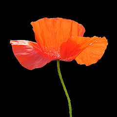 photo "Just A Poppy"