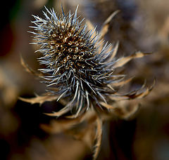 photo "I am a thorn!"