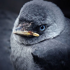 фото "Галка - Corvus monedula"
