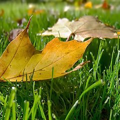 photo "Gifts of autumn gold."