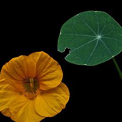 photo "Nasturtium"