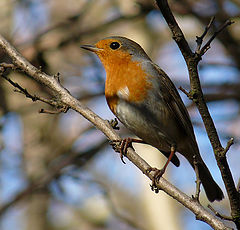 фото "Зарянка ( Erithacus rubecula)"