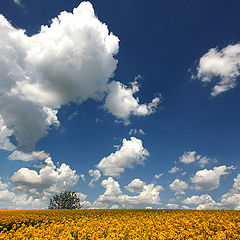 photo "Spring in the field"