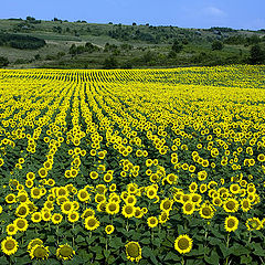 photo "Morning of July"