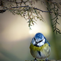 фото "Parus caeruleus - Лазоревка"