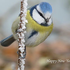 фото "лазо́ревка (лат. Cyanistes caeruleus)"