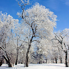 photo "Winter Decor"