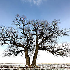 photo "Lonely and quiet ..."