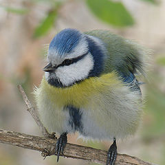 фото "лазо́ревка (лат. Cyanistes caeruleus)"