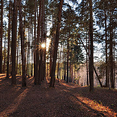фото "Тихо в лесу"
