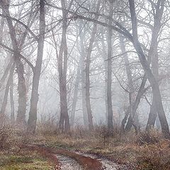 фото "Платиновый воздух"