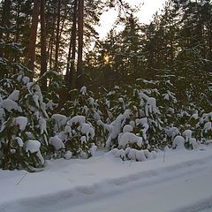 фото "Закат в лесу"