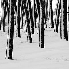 photo "Trunks in the snow"