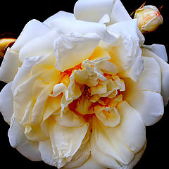 photo ""A sad white Rose...""