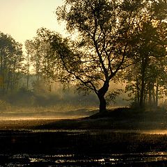 photo "a lovely morning"