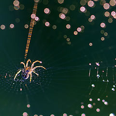 photo "Constellation Spider"