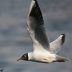 photo "Flying gull"