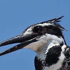 photo "King fisher"