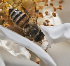 photo "Macro Bee"