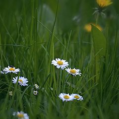 photo "Daisy-gentle charm ..."