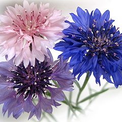 photo "Cornflowers"