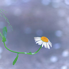 photo "Daisy petals in a softness of jasmine"