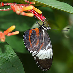 фото "Hanging Out"