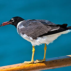 photo "Gull"