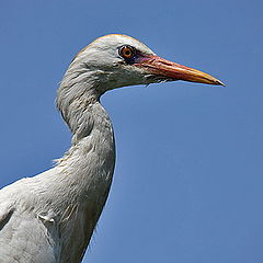 photo "Cattle egret 02"