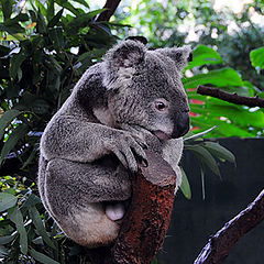 фото "Koala"