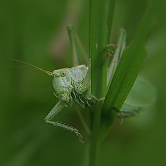 photo "Hello!"