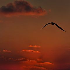 фото "Sunset flight"