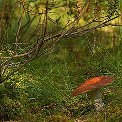 photo "Mushroom time"