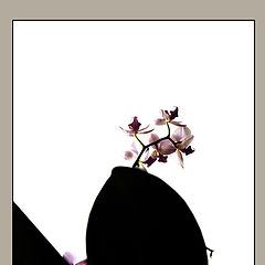 фото "нежна орхидея..."