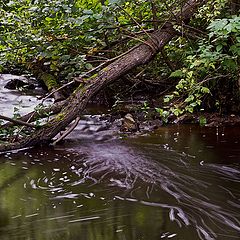 photo "Stream"