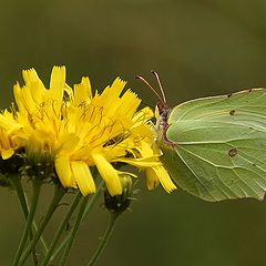 photo "Cabbage butterfly"