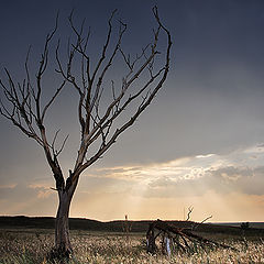 photo "A lonely old age"