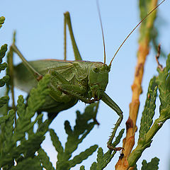 photo "I am silent!"