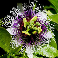 фото ""Passiflora... again...""