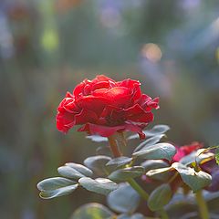 photo "In the evening light ..."