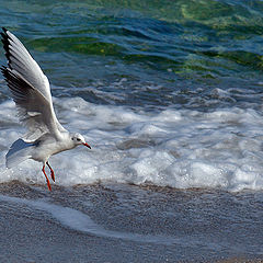 photo "Dancing in the air"