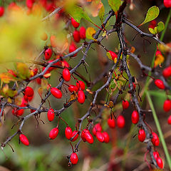 photo "Barberry (1)"