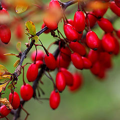 photo "Barberry (2)"