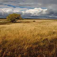 photo "Autumn field"