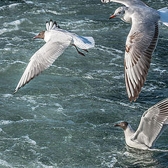 photo "Sea Gulls"