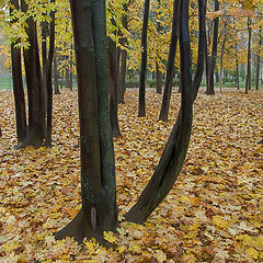 photo "maple autumn"